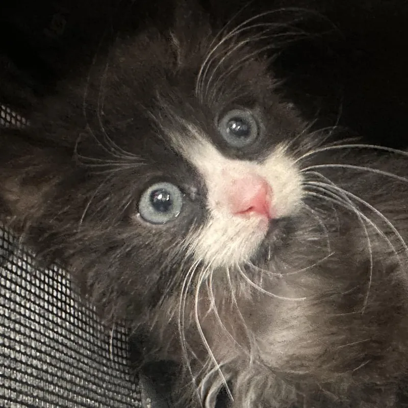 A baby small-sized male Black Domestic Long Hair cat named Crunchwrap for adoption in Allentown, PA