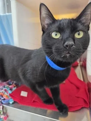 An adult large-sized male Domestic Short Hair cat named Bennett for adoption in Westland, MI