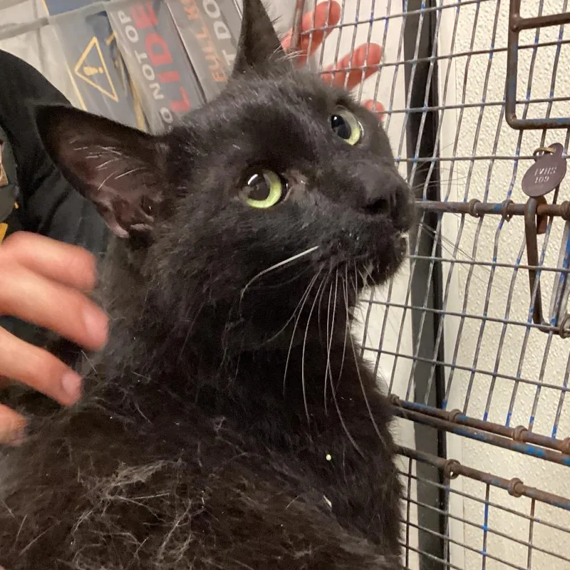 A senior extra large-sized male Black Domestic Short Hair cat named Bear for adoption in San Gabriel, CA
