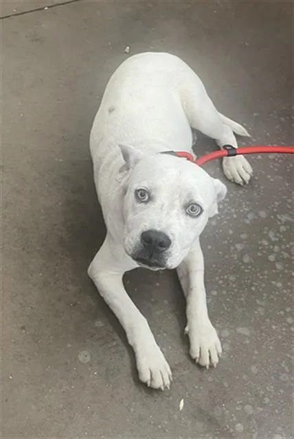 A young large-sized male Mixed Breed dog named Fritz for adoption in Dallas, TX