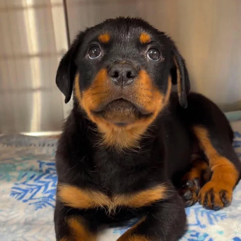 A baby large-sized male Rottweiler dog named Apricot for adoption in Valparaiso, IN