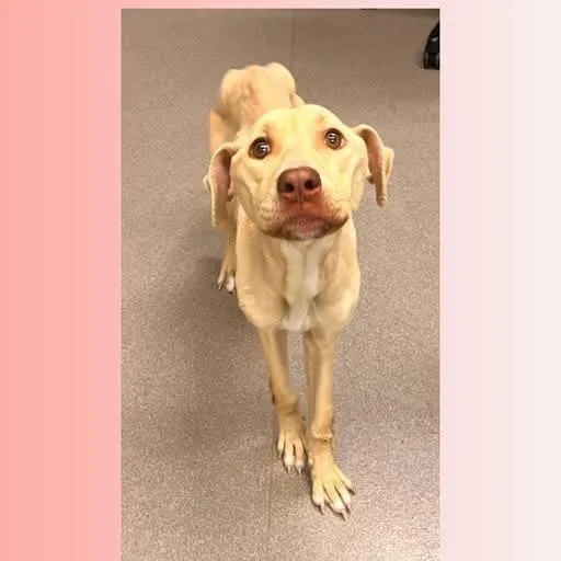 A young medium-sized female Golden American Staffordshire Terrier dog named Sunny for adoption in Cumberland, RI