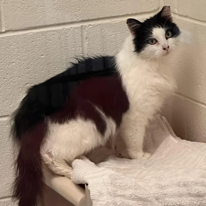 An adult medium-sized male White Domestic Medium Hair cat named Prince for adoption in Rocky Mount, VA
