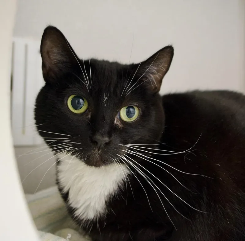 An adult medium-sized female Domestic Short Hair cat named Darla for adoption in Shoreline, WA