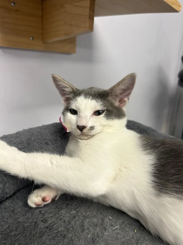 A baby small-sized female Domestic Short Hair cat named Fruit loop for adoption in Angola, IN