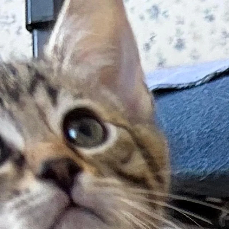 A baby medium-sized male Tabby (Gray / Blue / Silver) Tabby cat named Dayton for adoption in Central Falls, RI