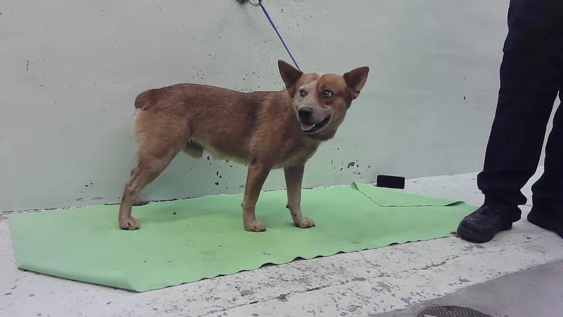 An adult medium-sized male Australian Cattle Dog / Blue Heeler dog named Red Aka for adoption in Houston, TX