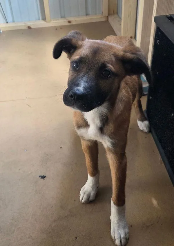 A baby medium-sized female German Shepherd Dog dog named Danielle for adoption in Cleveland, TN