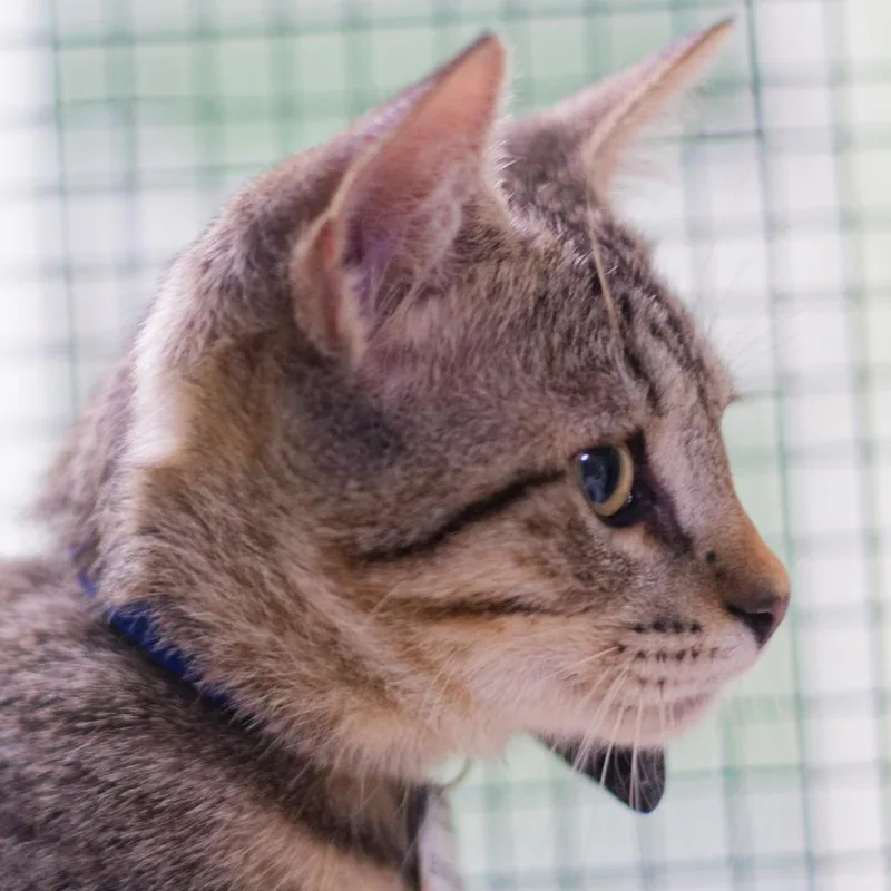 A baby medium-sized male Domestic Short Hair cat named Leviathan for adoption in Hot Springs, AR