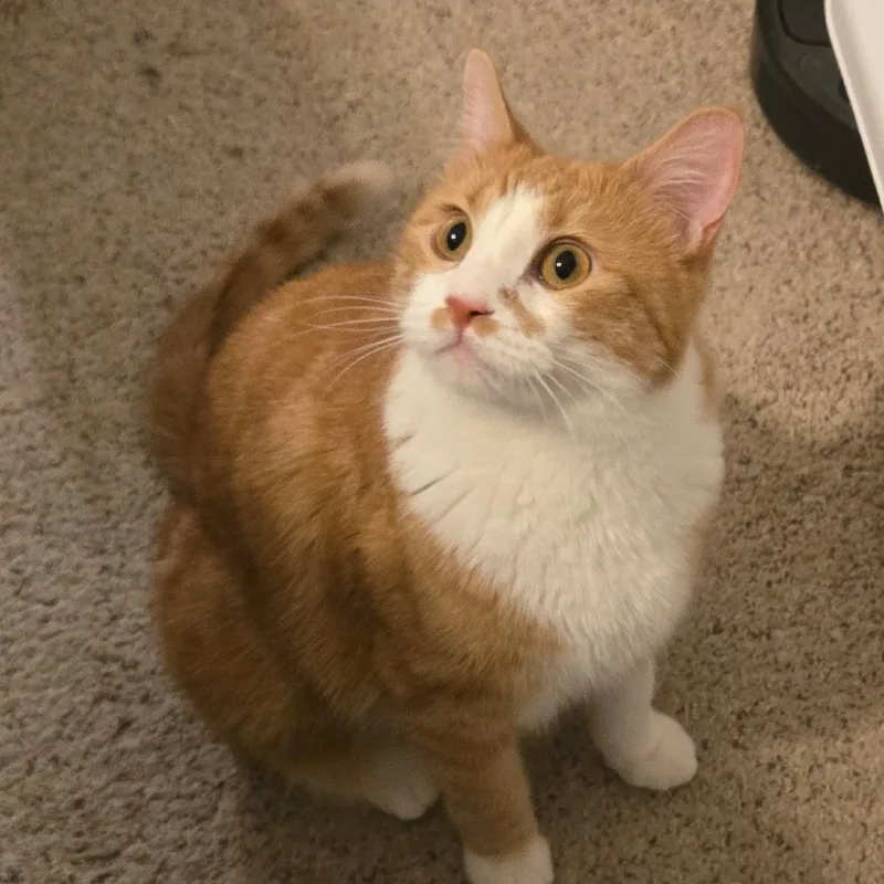 Max Russo thumbnail 2