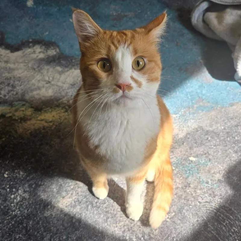 Max Russo thumbnail 3