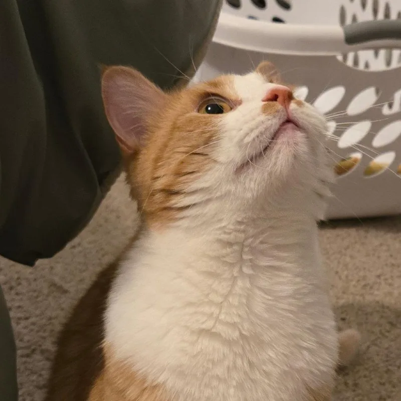 Max Russo thumbnail 4