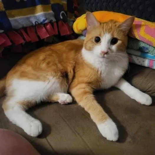 Max Russo thumbnail 5