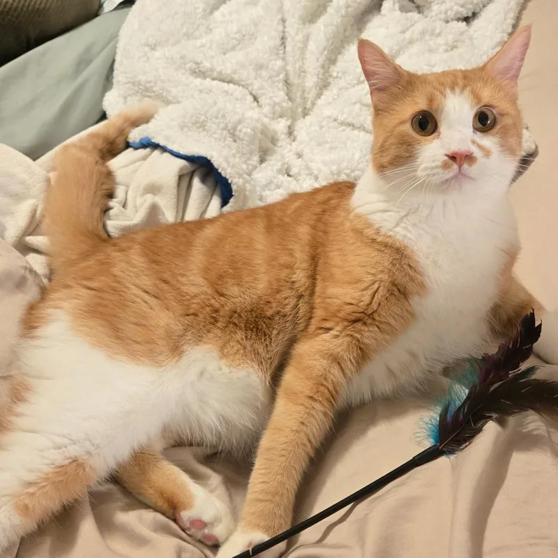 Max Russo thumbnail 6