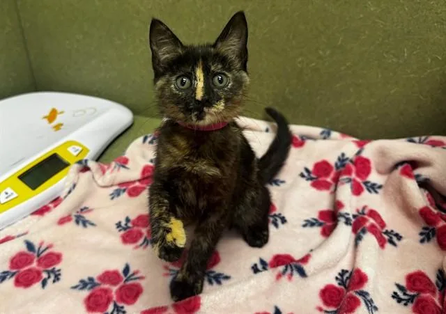 A baby small-sized female Domestic Short Hair cat named Tortie for adoption in Moreno Valley, CA