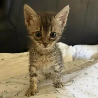 A baby small-sized male Gray / Blue / Silver Domestic Short Hair cat named Little Boy for adoption in Fredericksburg, TX
