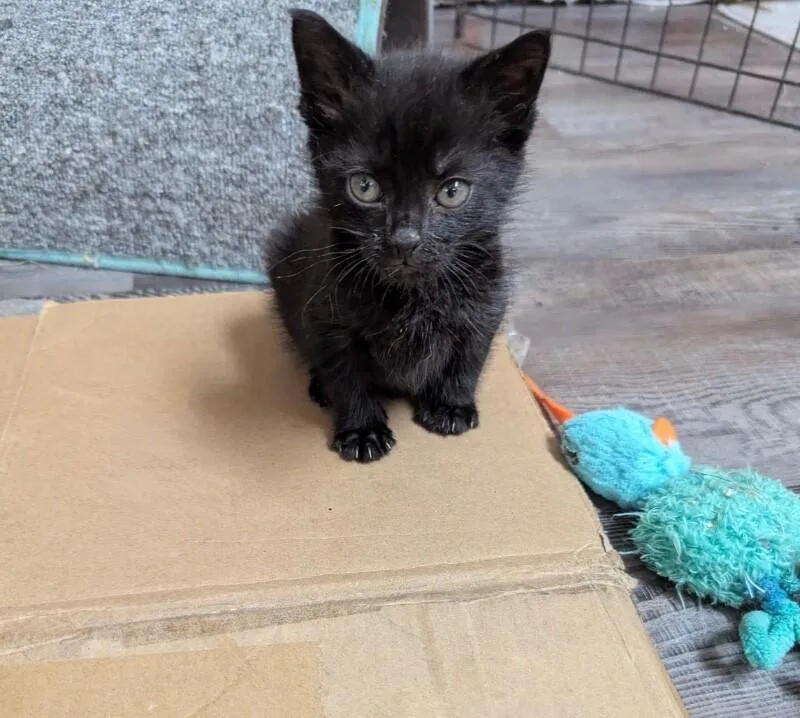 A young medium-sized female Black Domestic Short Hair cat named Asher for adoption in North Babylon, NY