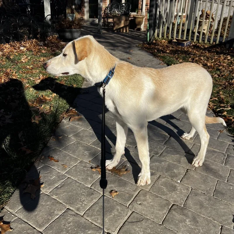 An adult medium-sized female Yellow / Tan / Blond / Fawn Yellow Labrador Retriever dog named Willow happy Girl for adoption in Kokomo, IN
