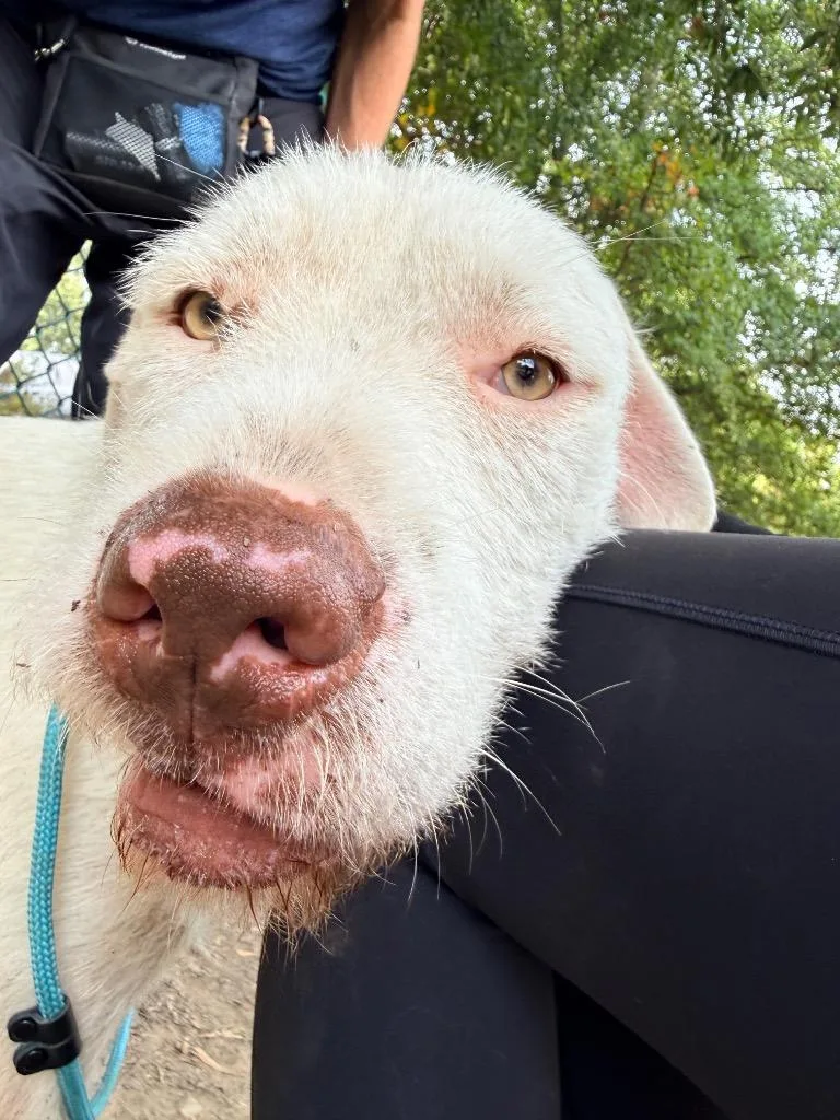 A young large-sized male Hound dog named Pax for adoption in Little Rock, AR