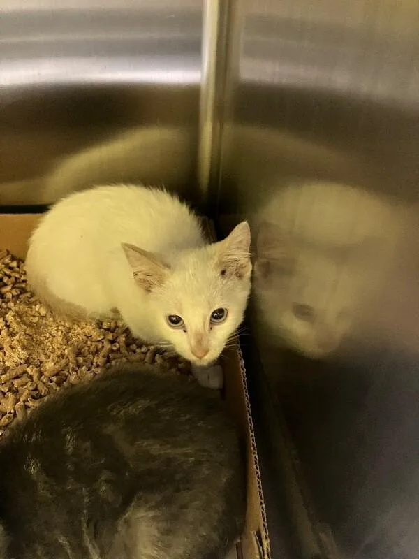 A young medium-sized male White Domestic Short Hair cat named Burnt Marshmellow for adoption in Jackson, TN