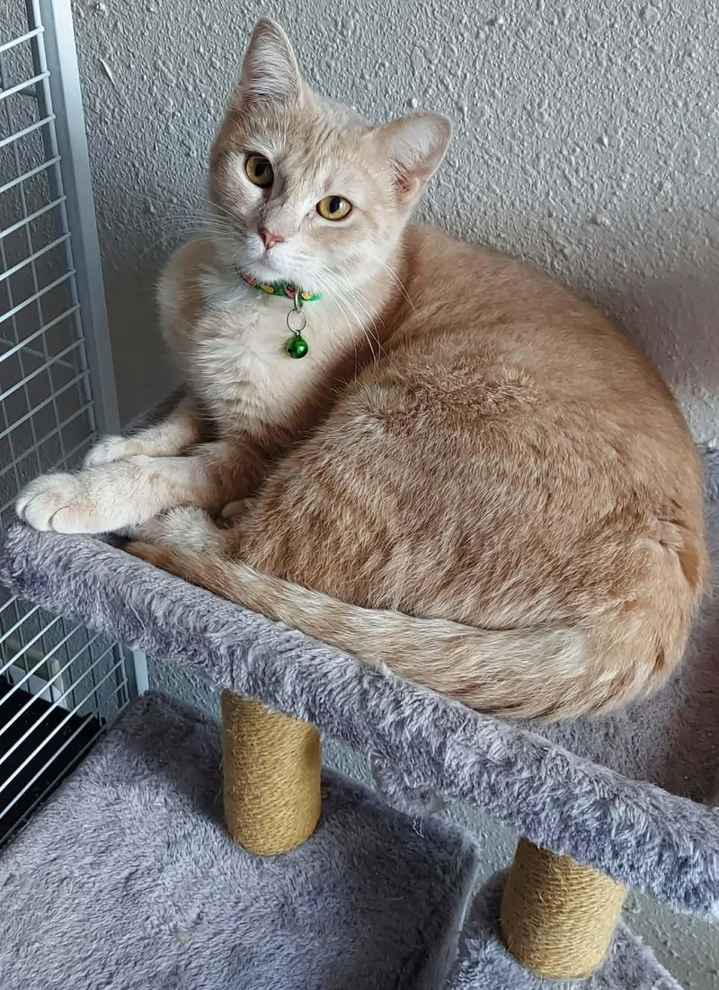 A young medium-sized female Tabby cat named Kiara for adoption in Tomball, TX