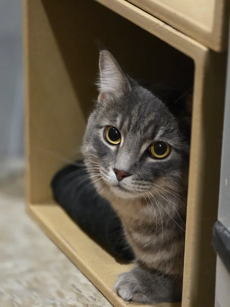 A young medium-sized male Tabby (Gray / Blue / Silver) Tabby cat named Juice and Mayhem for adoption in Phoenix, AZ