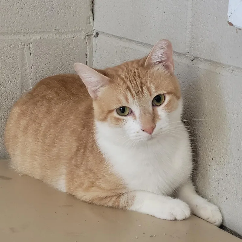 An adult large-sized male Orange / Red Domestic Short Hair cat named Coco for adoption in Laredo, TX