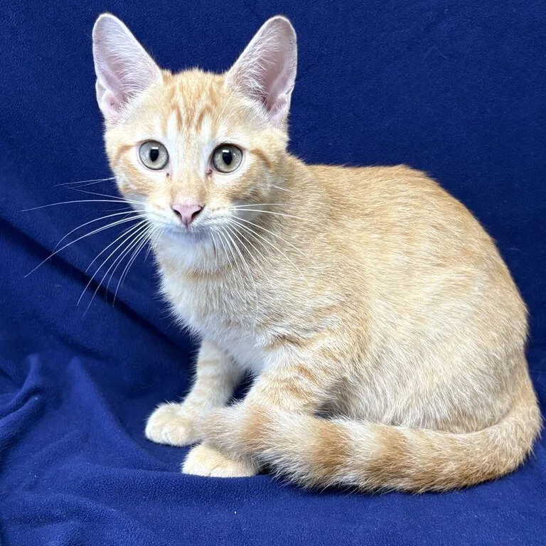 A baby medium-sized male Tabby (Orange / Red) Domestic Short Hair cat named Cloud for adoption in Valdosta, GA