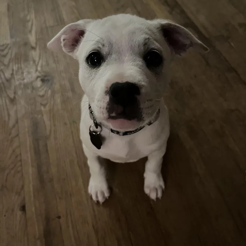 A baby medium-sized female White / Cream Pit Bull Terrier dog named Dora for adoption in Wyandotte, MI