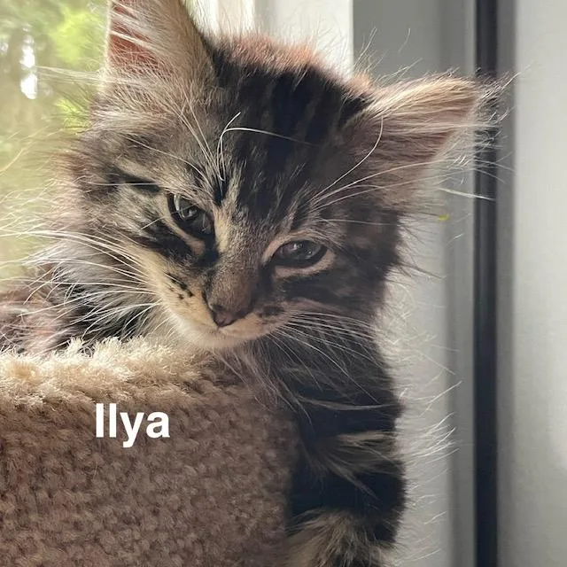 A baby large-sized male Tabby (Brown / Chocolate) Domestic Medium Hair cat named Ilya for adoption in Olympia, WA