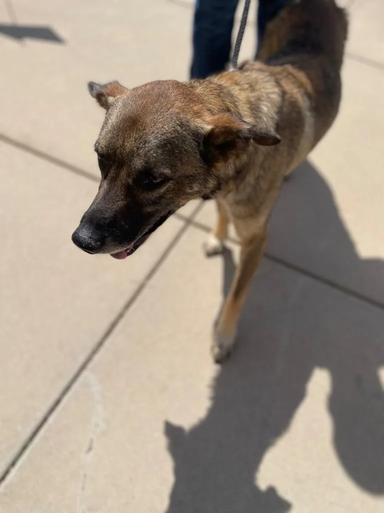 An adult medium-sized male German Shepherd Dog dog named Bruno for adoption in Belton, TX