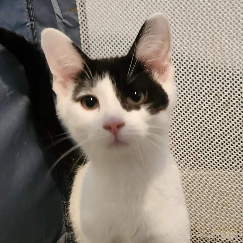A baby small-sized male Black Domestic Short Hair cat named Azure for adoption in Columbia Station, OH