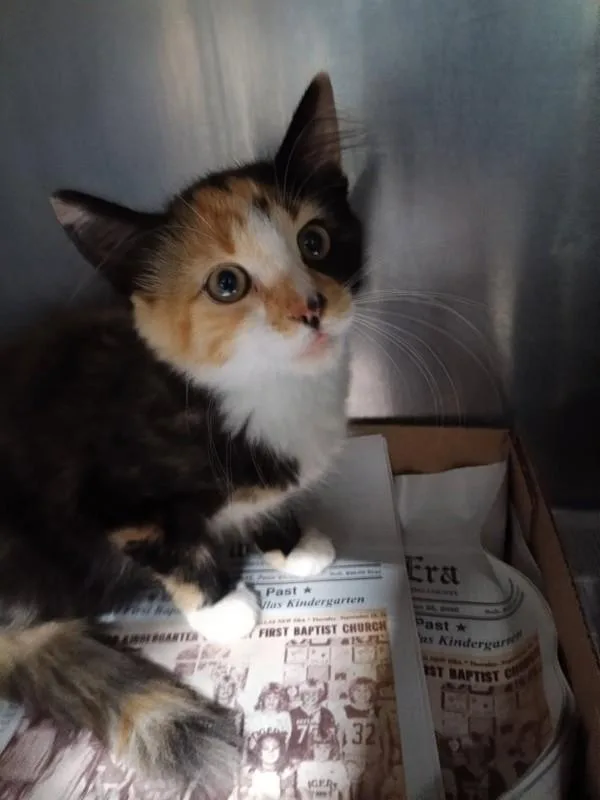 An adult large-sized female Domestic Short Hair cat named a Cali for adoption in Dallas, GA