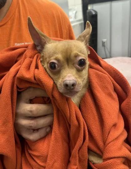An adult small-sized male Chihuahua dog named Chip for adoption in Palm Coast, FL