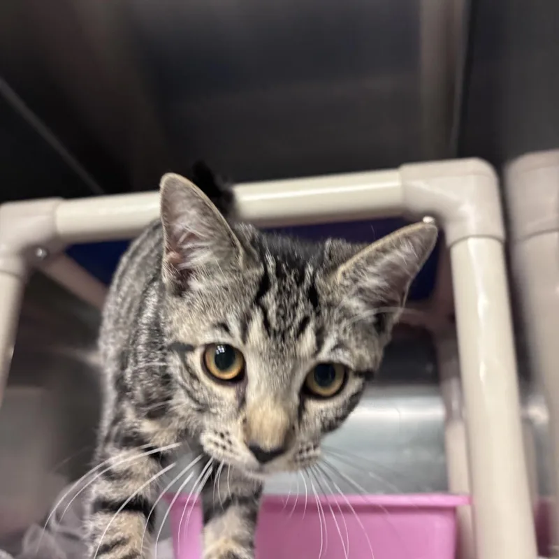 A young small-sized female Tabby (Gray / Blue / Silver) Domestic Short Hair cat named Nina for adoption in Marion, NC