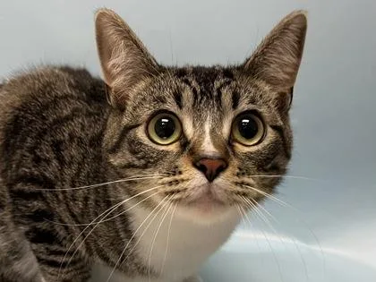An adult small-sized male Domestic Short Hair cat named Juno for adoption in Woodbury, MN