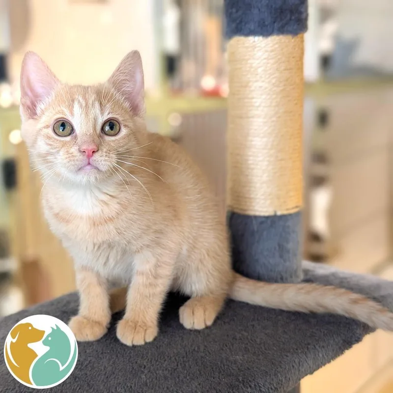 A baby small-sized female Buff / Tan / Fawn Domestic Short Hair cat named Sorry for adoption in Toledo, OH