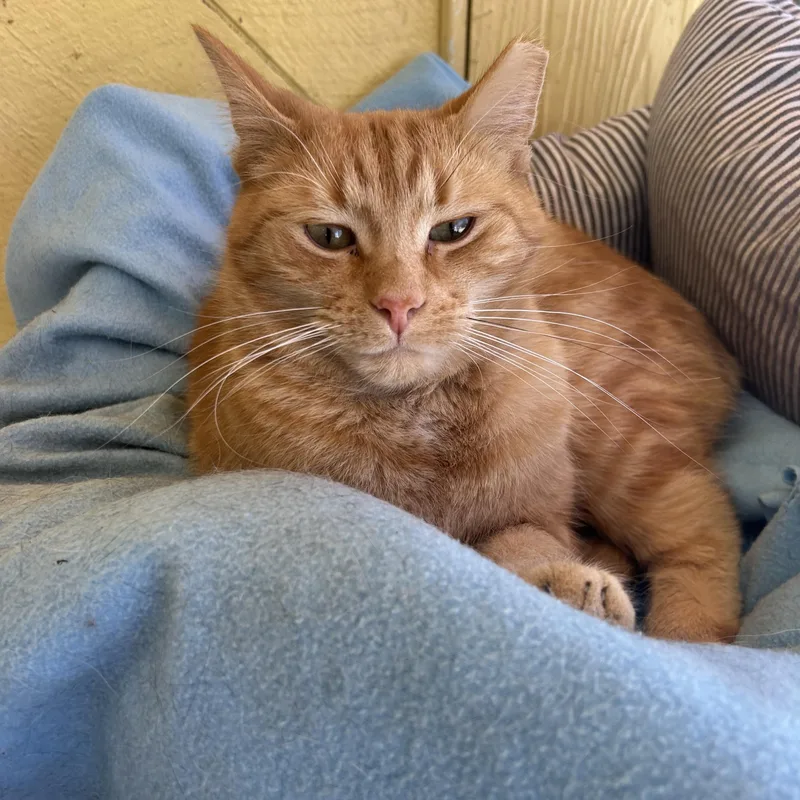 Gingerbread Man thumbnail 2