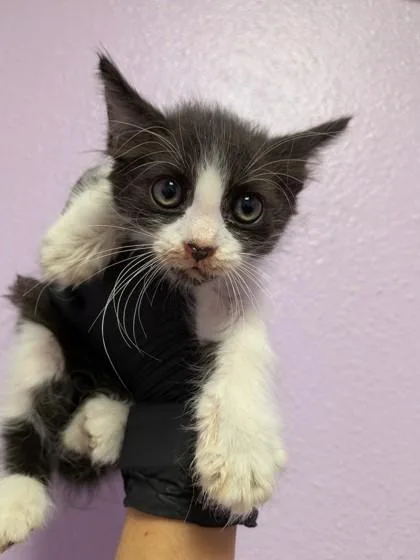 A baby small-sized male Black Domestic Short Hair cat named 61674518 for adoption in El Paso, TX