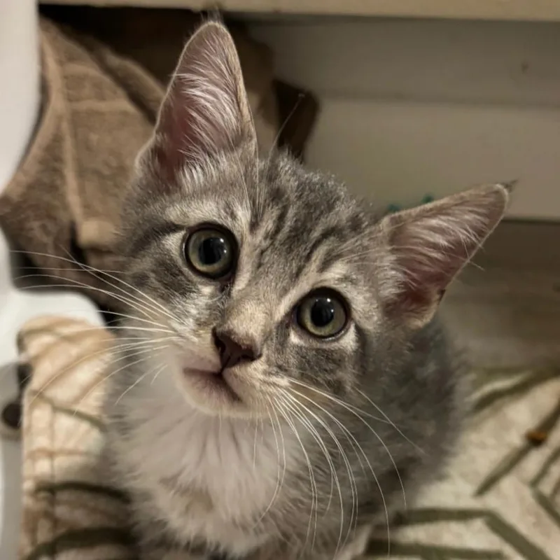 A baby small-sized male Gray / Blue / Silver Domestic Short Hair cat named Cub for adoption in Orlando, FL