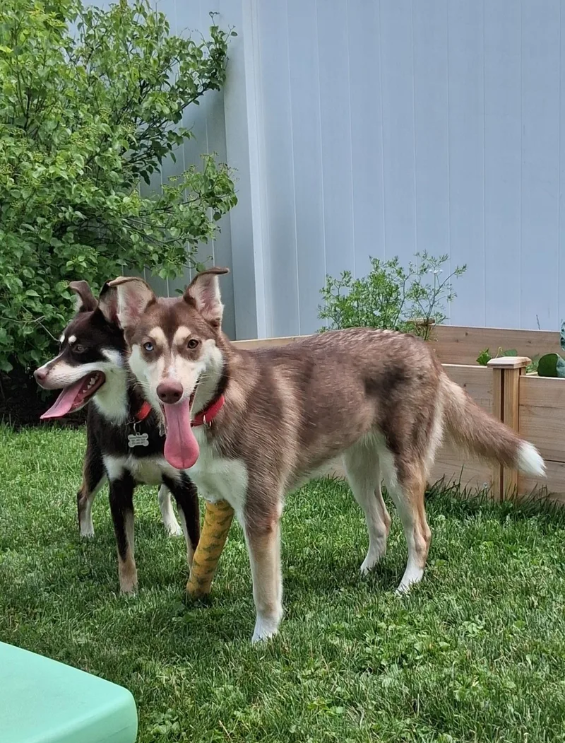 Nala thumbnail 2