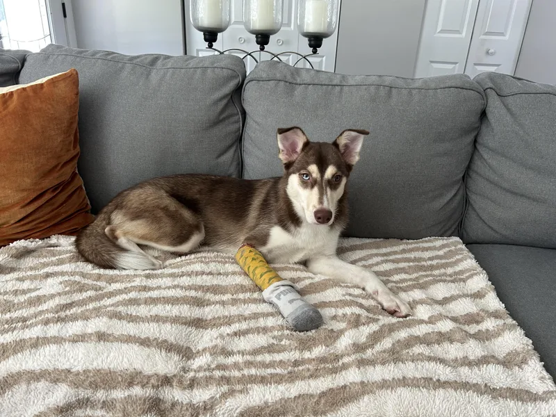 Nala thumbnail 6