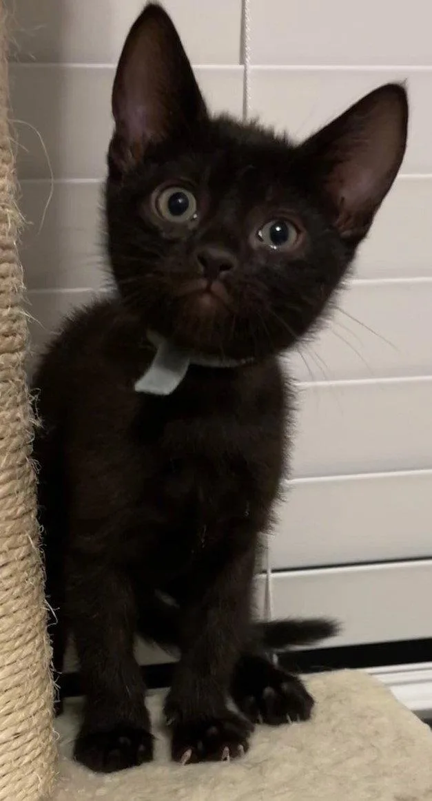 Noel