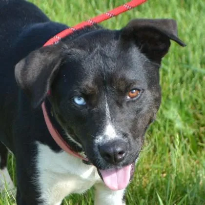 A young medium-sized female Husky dog named Emmylou+ for adoption in Elk Grove Village, IL
