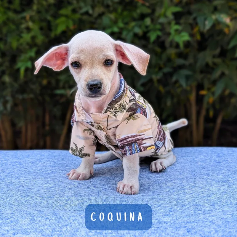Coquina thumbnail 4