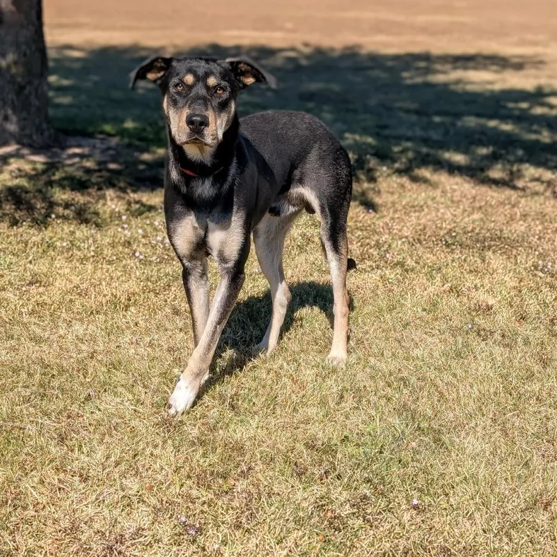 A young large-sized male Black Shepherd dog named Tweedle Dum for adoption in Austin, TX