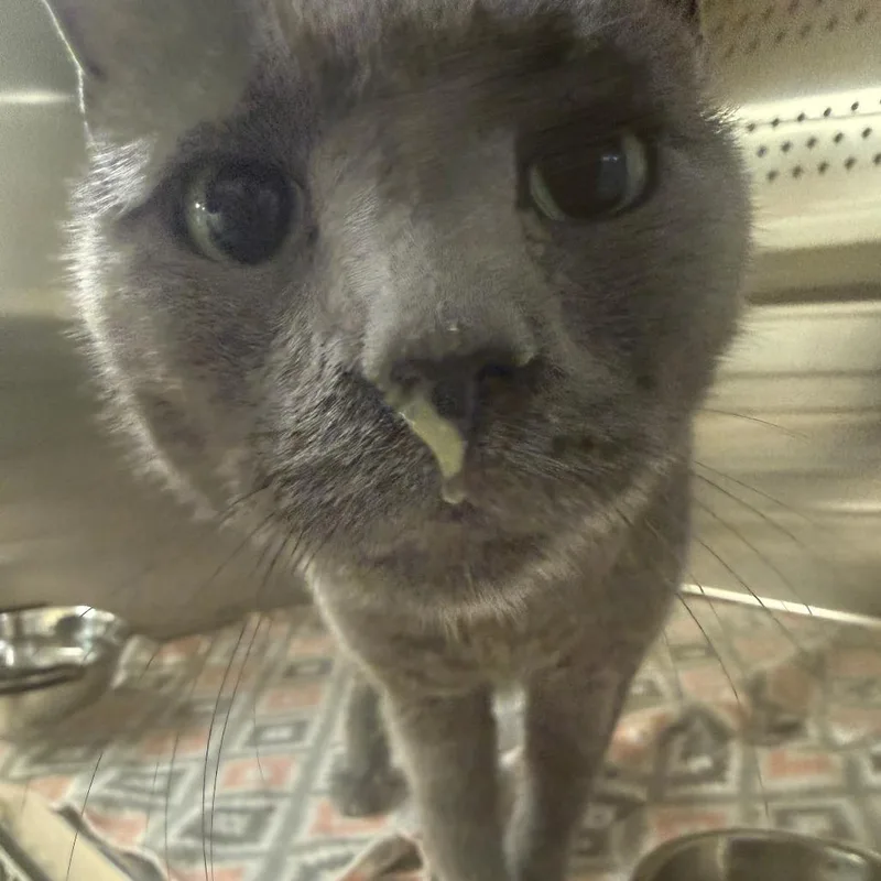 An adult medium-sized male Gray / Blue / Silver Domestic Short Hair cat named Sushi for adoption in Ashtabula, OH