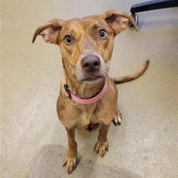 A young medium-sized female Vizsla dog named Sosa for adoption in San Antonio, TX