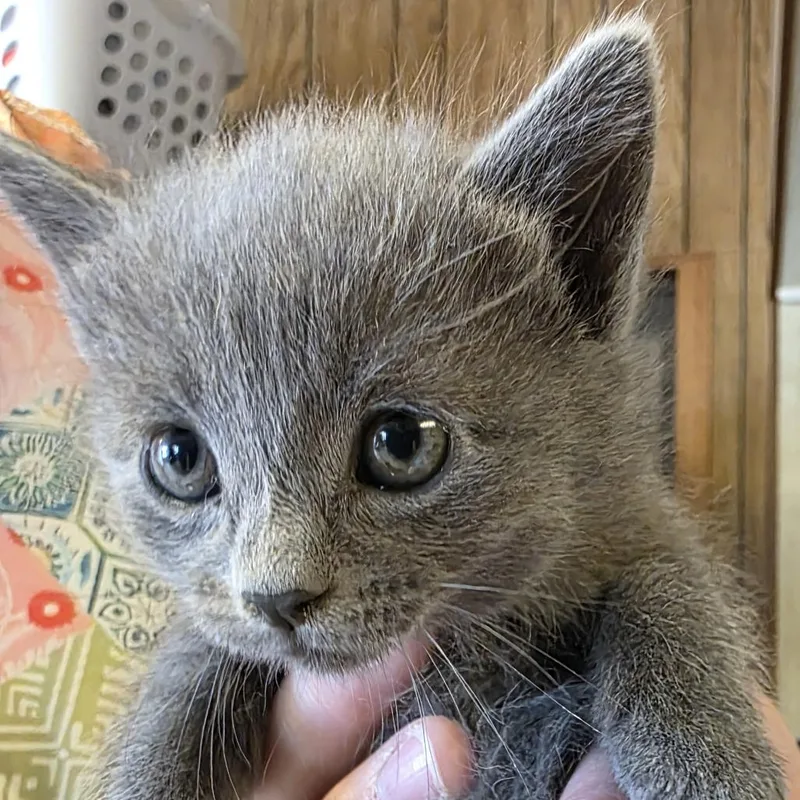 A baby small-sized female Gray / Blue / Silver Domestic Short Hair cat named Josie for adoption in Laramie, WY