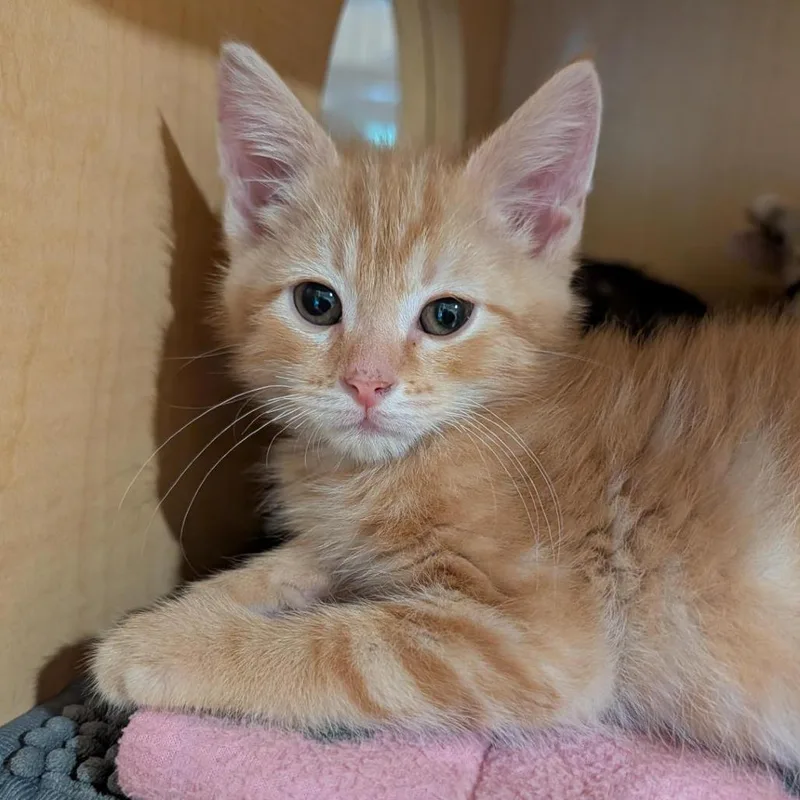 A baby small-sized male Orange / Red Domestic Short Hair cat named Lip for adoption in Washington Township, OH